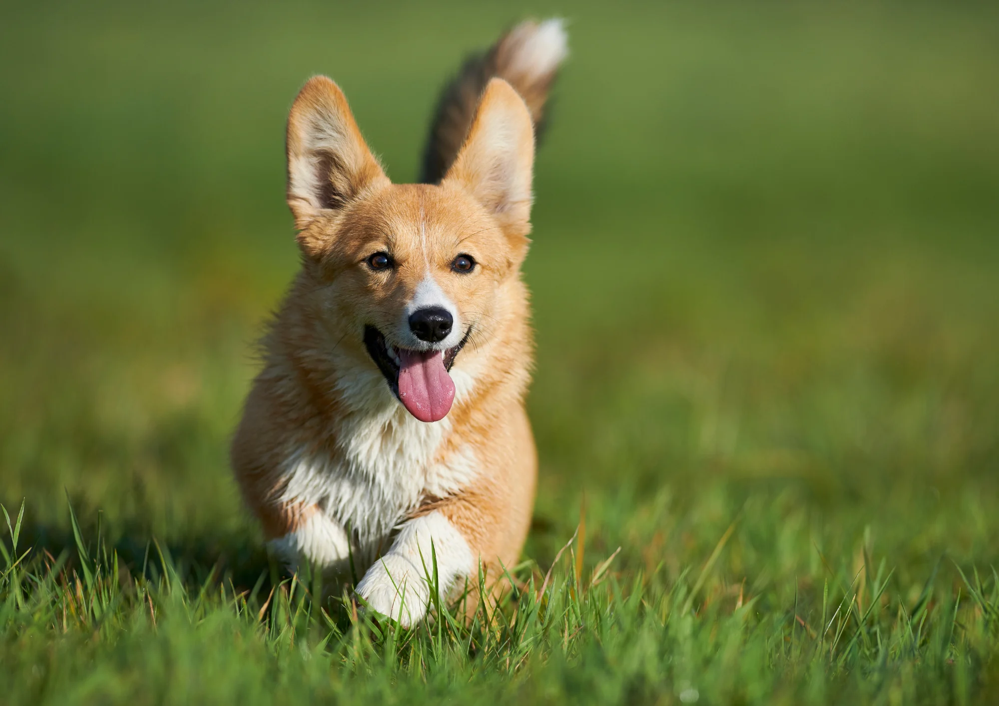 Chien de race Welsh Corgi Pembroke